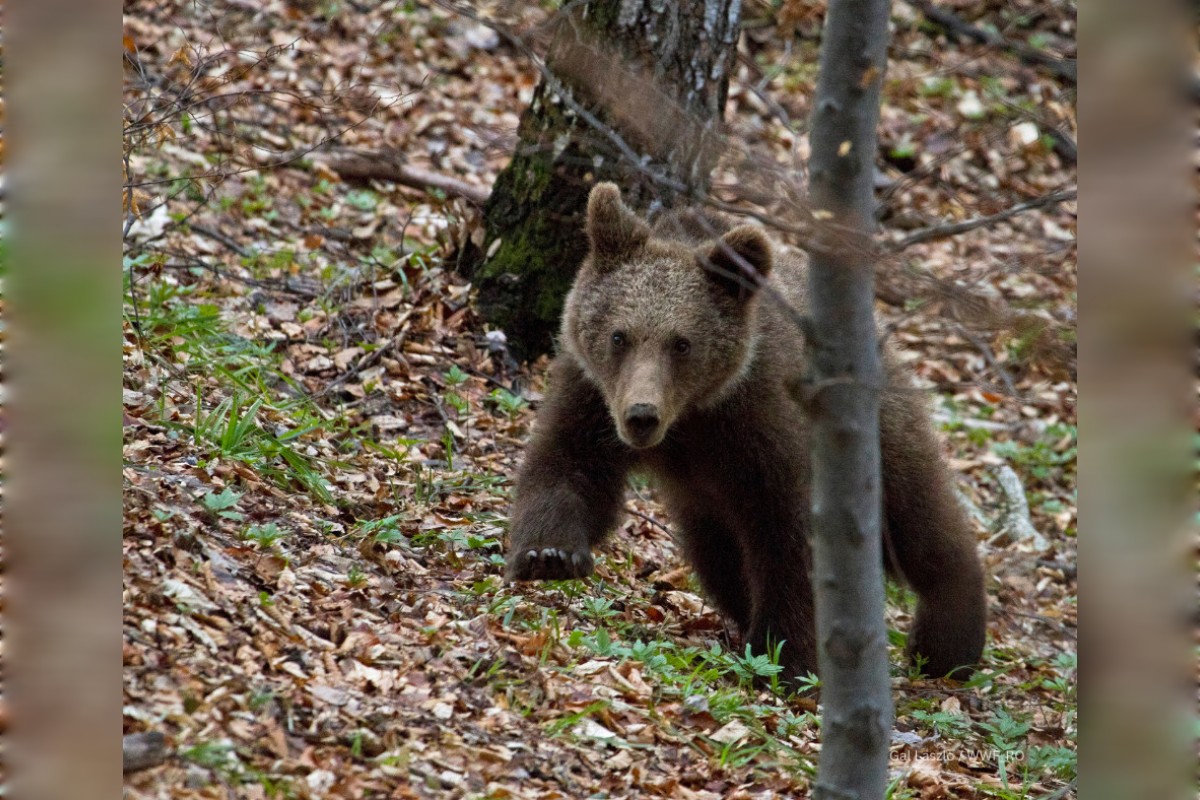 Stire Sesizare CE WWF RO Copy 1200x800
