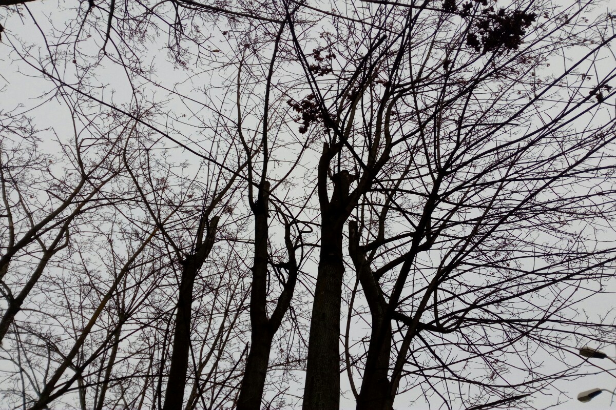 Arbori0