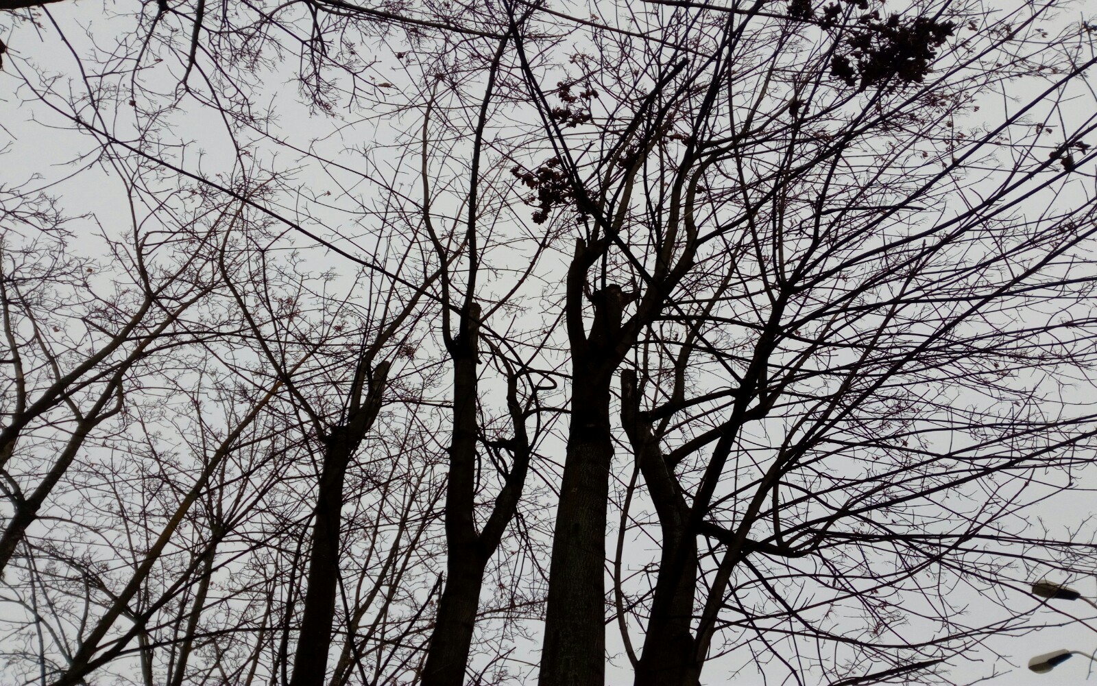 Arbori1