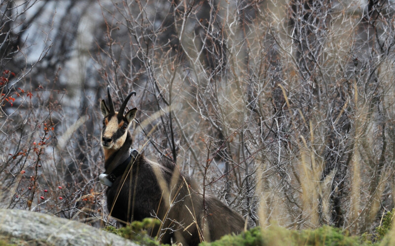 Chamois C Minka Stoyanova 1600x1000