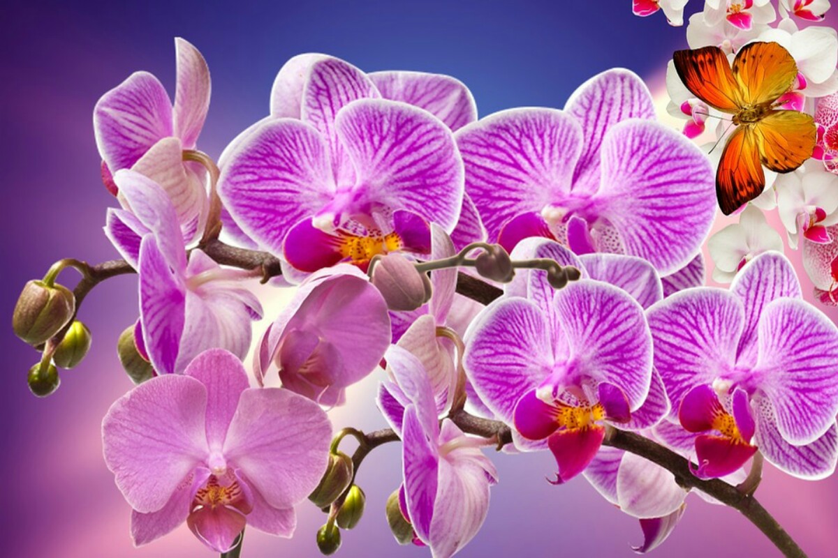Orchids 866580 960 720 1200x800