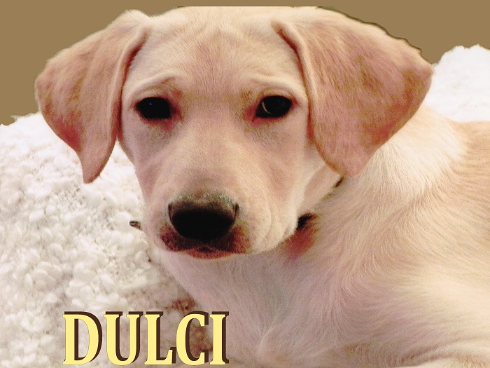 Coperta Dan Puric1