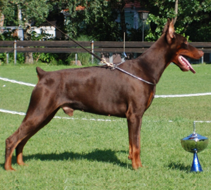 doberman