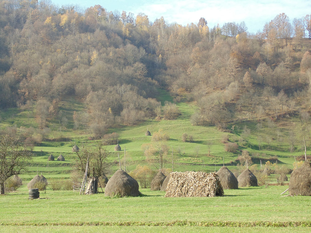 iarba verde la tara