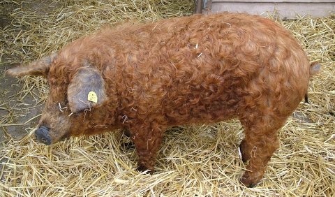 Porc Mangalita