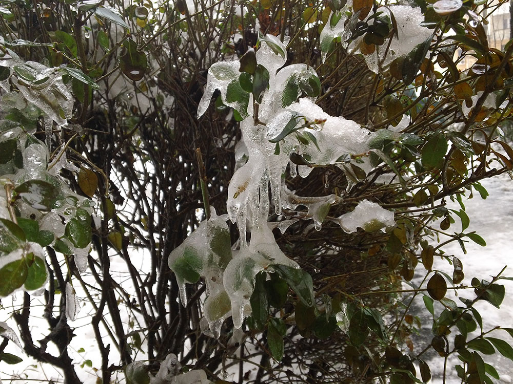vreme ianuarie
